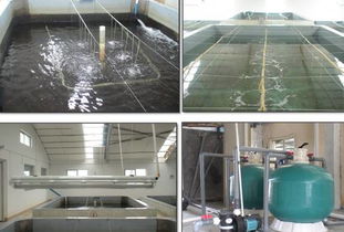 环保施压,国内工厂化 循环水 健康养殖南美白对虾悄然兴起